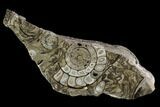Polished Fossil Goniatite Slab - Germany #125440-1